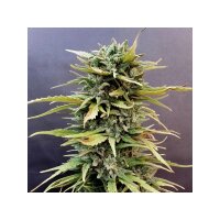 Dutch Passion Skunk #11 feminisiert 3 Samen