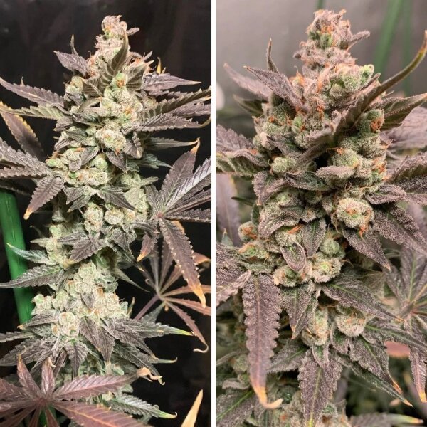Dutch Passion Skywalker Haze feminisiert 3 Samen
