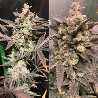 Dutch Passion Skywalker Haze feminisiert 3 Samen