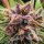 Dutch Passion Strawberry Cough feminisiert 3 Samen