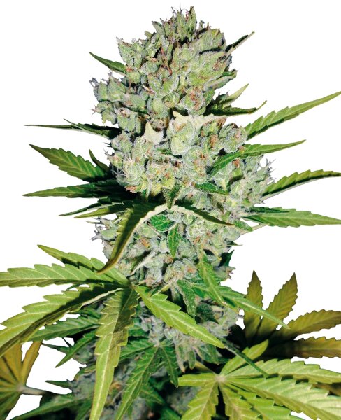 Sensi Seeds Auto Super Skunk WL automatic 3 Samen
