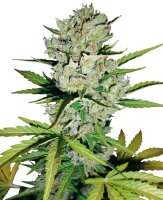 Sensi Seeds Auto Super Skunk WL automatic 3 Samen