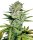 Sensi Seeds Auto Super Skunk WL automatic 3 Samen