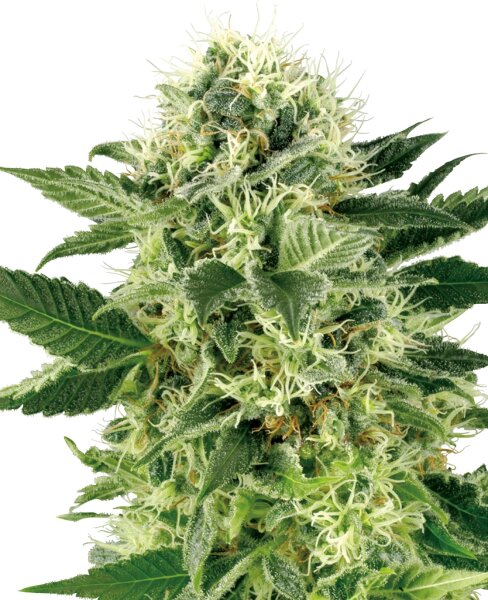Sensi Seeds Nothern Lights WL feminisiert 3 Samen