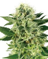 Sensi Seeds Nothern Lights WL feminisiert 3 Samen