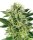 Sensi Seeds Nothern Lights WL feminisiert 3 Samen