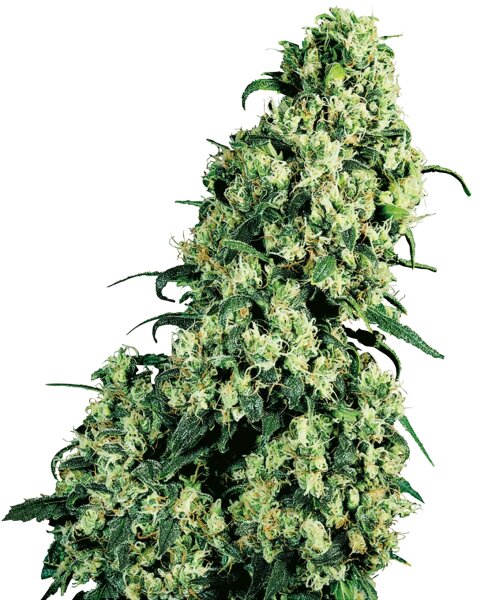 Sensi Seeds Skunk #1 reguläre 10 Samen