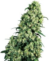 Sensi Seeds Skunk #1 reguläre 10 Samen