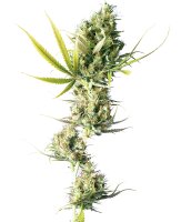 Sensi Seeds Durban reguläre 10 Samen