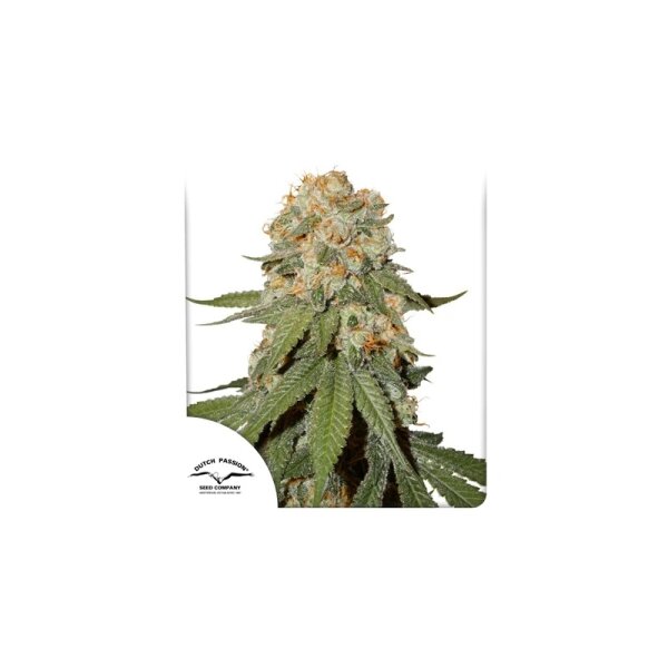 Dutch Passion Orange Bud reguläre 10 Samen