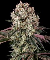 Barneys Farm Glookies feminisiert 3 Samen