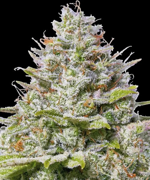 Barneys Farm Blue Gelato 41 feminisiert 3 Samen