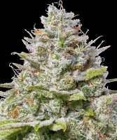 Barneys Farm Blue Gelato 41 feminisiert 3 Samen