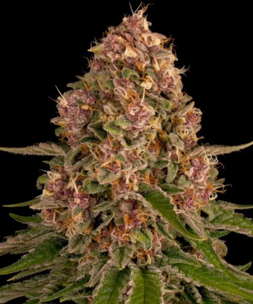 Barneys Farm Pink Kush feminisiert 3 Samen