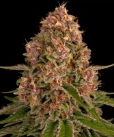 Barneys Farm Pink Kush feminisiert 3 Samen