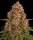 Barneys Farm Pink Kush feminisiert 3 Samen