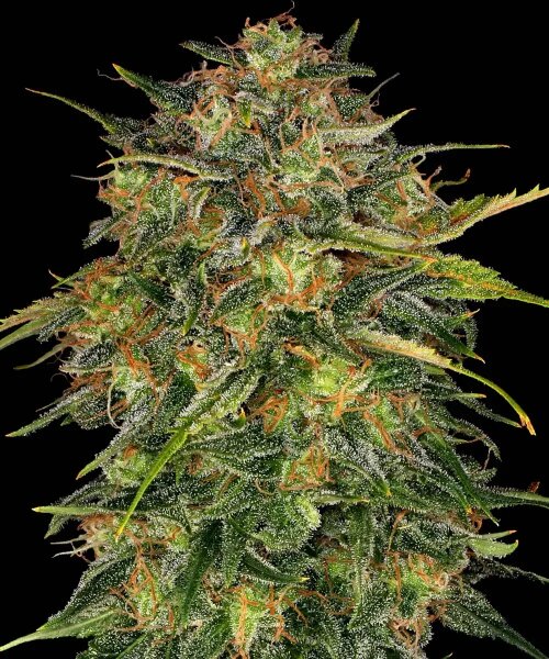 Barneys Farm Cheese feminisiert 3 Samen