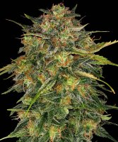 Barneys Farm Cheese feminisiert 3 Samen