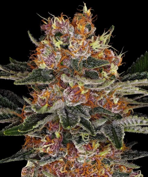 Barneys Farm Purple Punch Auto automatic 3 Samen