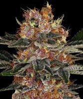 Barneys Farm Purple Punch Auto automatic 3 Samen