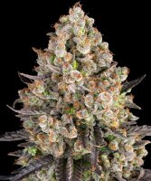 Barneys Farm OG Kush feminisiert 3 Samen