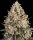 Barneys Farm OG Kush feminisiert 3 Samen
