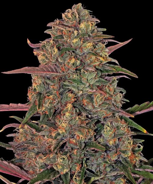 Barneys Farm Pineapple Chunk feminisiert 3 Samen
