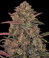 Barneys Farm Pineapple Chunk feminisiert 3 Samen