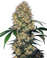 Sensi Seeds Auto Amnesia XXL automatic 5 Samen