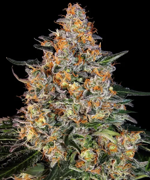 Barneys Farm Bubba Kush feminisiert 3 Samen