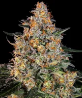 Barneys Farm Bubba Kush feminisiert 3 Samen