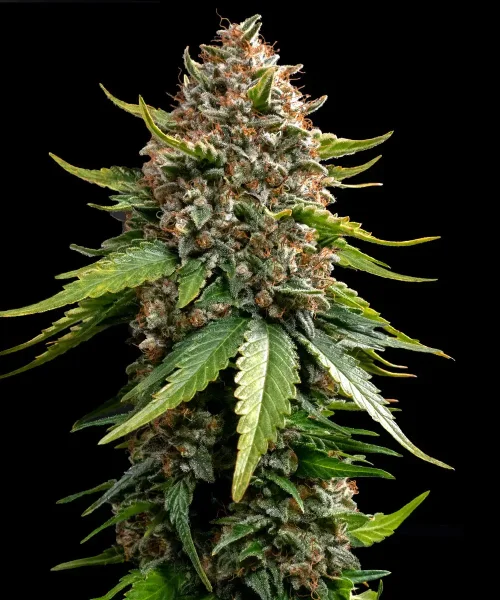Barneys Farm White Widow XXL Auto automatic 3 Samen