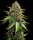 Barneys Farm White Widow XXL Auto automatic 3 Samen