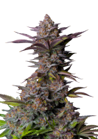 Fast Buds Tropicana Cookies FF feminisiert 3 Samen