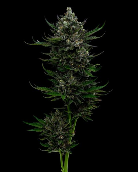 Humboldt Seeds All Gas OG feminisiert 3 Samen