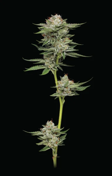 Humboldt Seeds Durban Poison Auto automatic 3 Samen