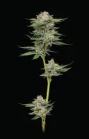 Humboldt Seeds Durban Poison Auto automatic 3 Samen