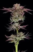Humboldt Seeds Jelly Donutz Auto automatic 3 Samen