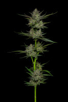 Humboldt Seeds Sour Apple Auto automatic 3 Samen