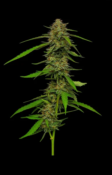 Humboldt Seeds Strawberry Cheesecake Auto automatic 3 Samen