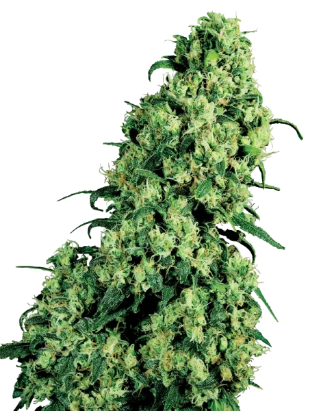 Sensi Seeds Skunk #1 WL feminisiert 3 Samen