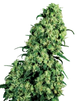 Sensi Seeds Skunk #1 WL feminisiert 3 Samen